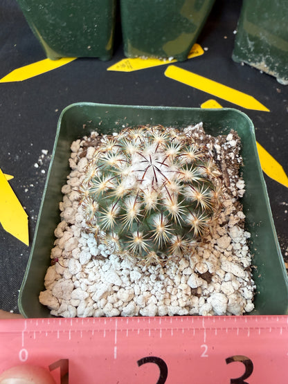 Turbinicarpus ysabella rare plant 185
