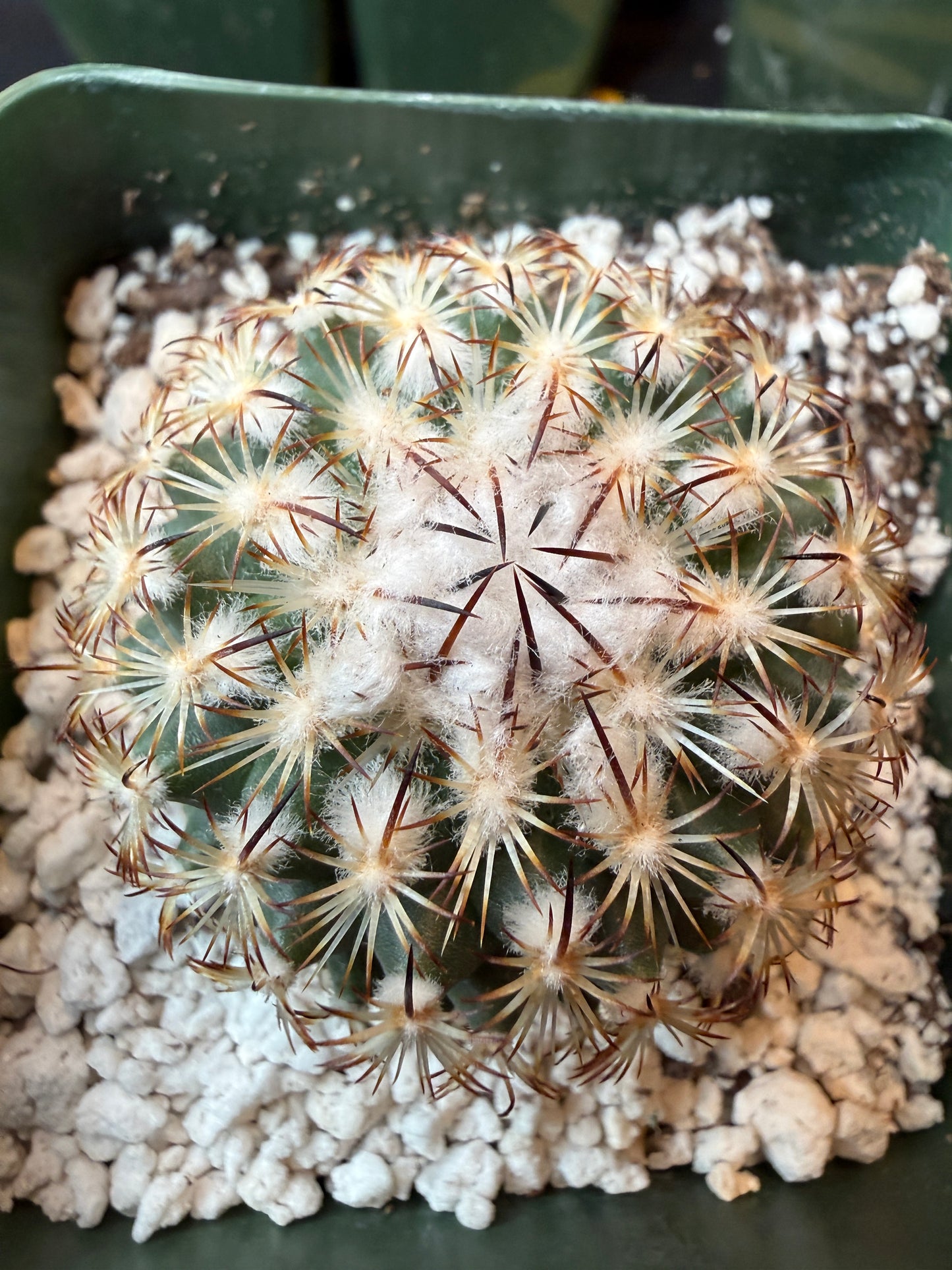 Turbinicarpus ysabella rare plant 185