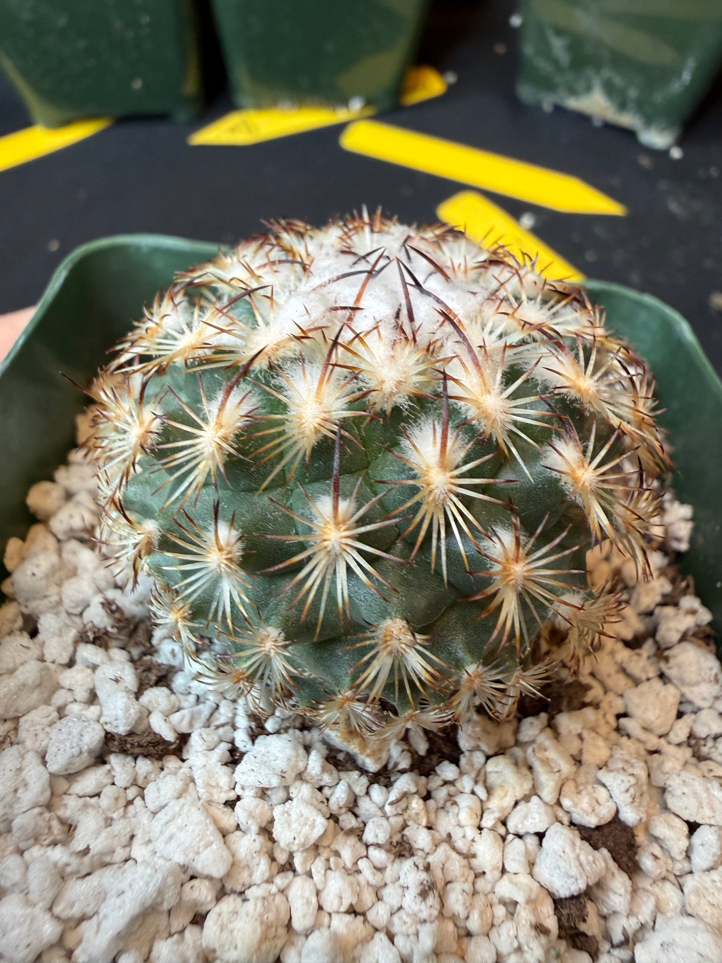 Turbinicarpus ysabella rare plant 185