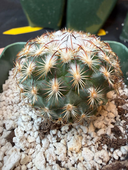 Turbinicarpus ysabella rare plant 185