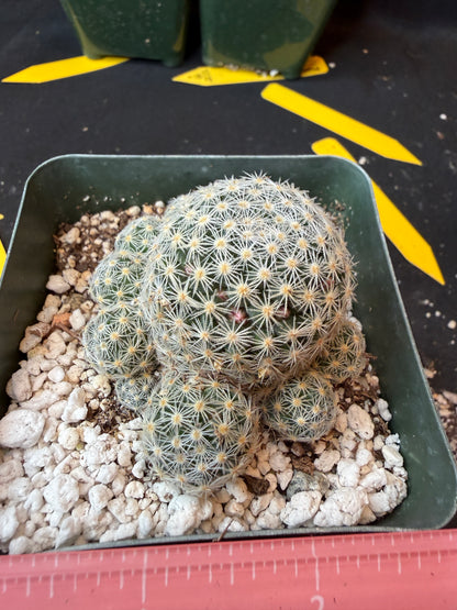 Mammillaria giselae uncommon plant nice flowers 186