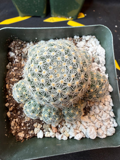 Mammillaria giselae uncommon plant nice flowers 186
