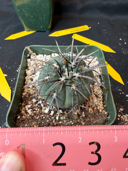 Gymnocalycium Speggazini armatum 187
