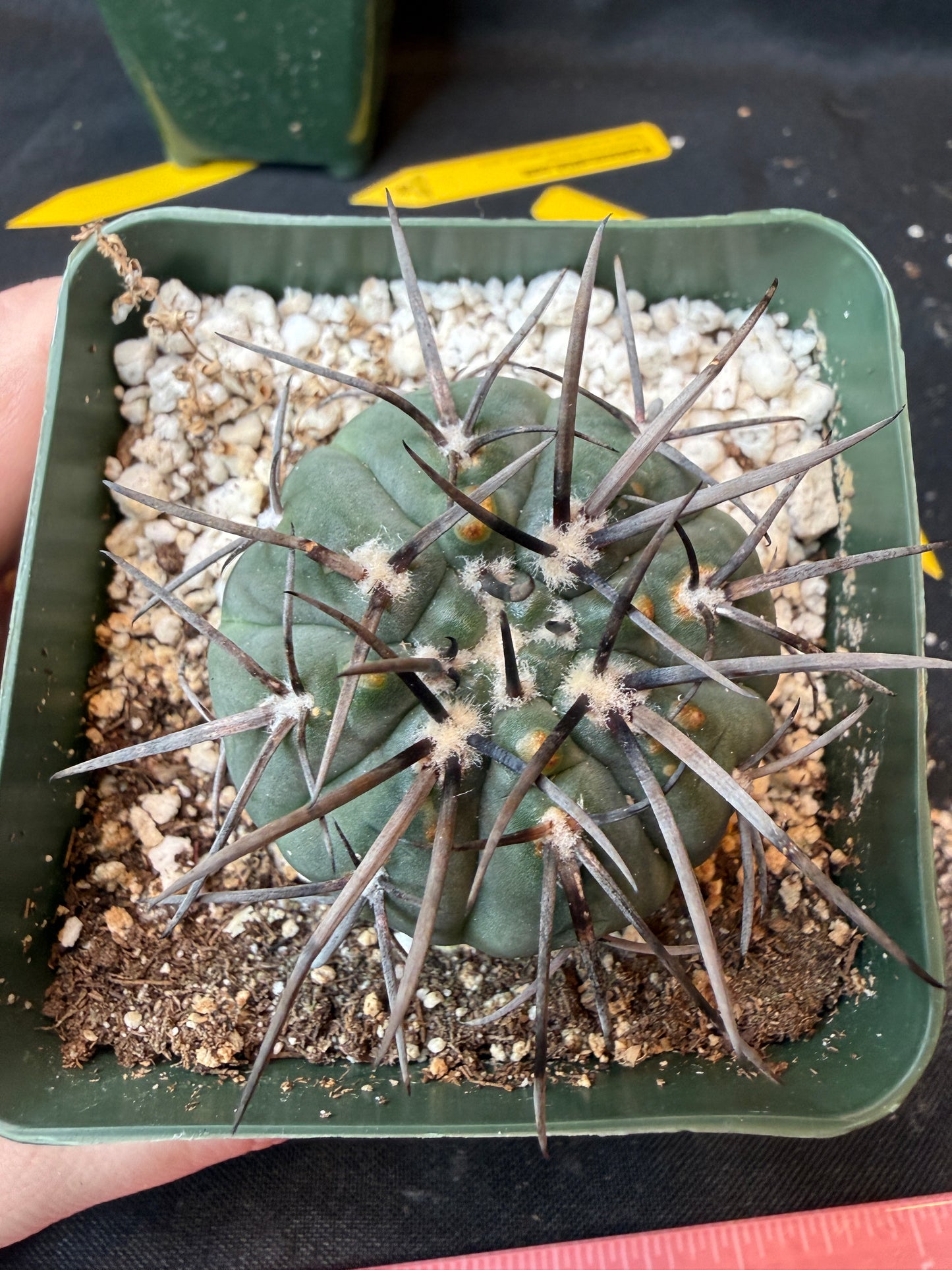 Gymnocalycium Speggazini armatum 187