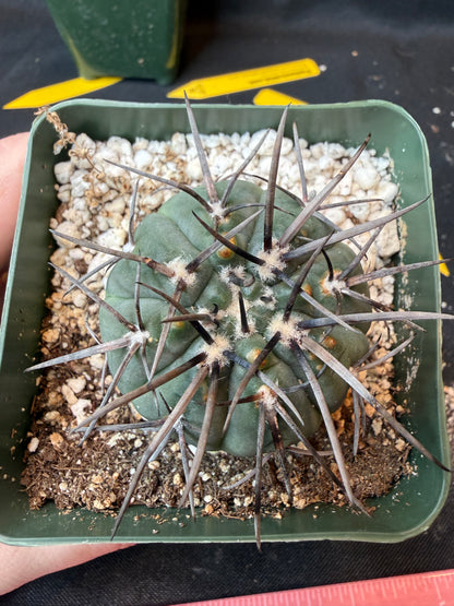 Gymnocalycium Speggazini armatum 187