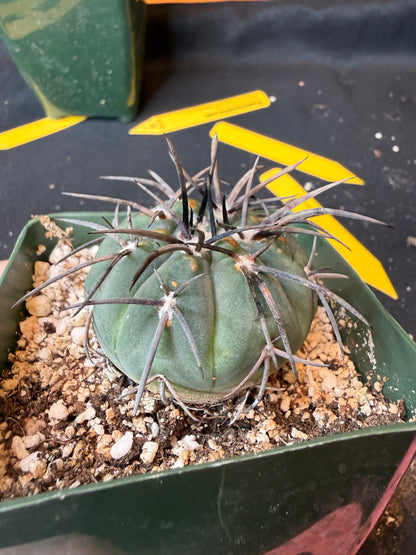 Gymnocalycium Speggazini armatum 187