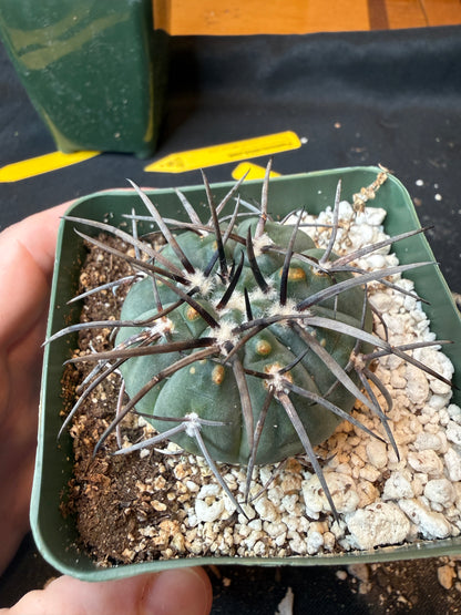 Gymnocalycium Speggazini armatum 187