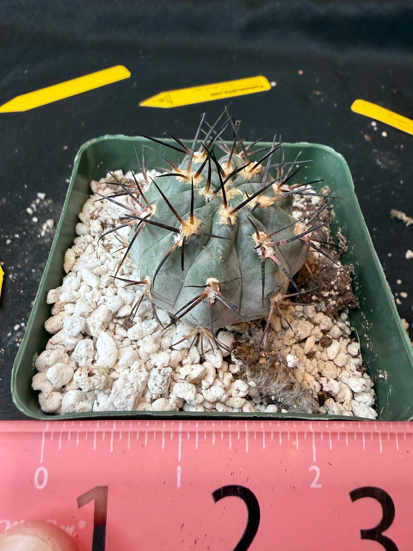 Acanthocalycium glaucum nice blue plant 188