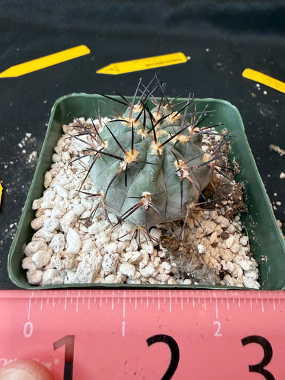 Acanthocalycium glaucum nice blue plant 188