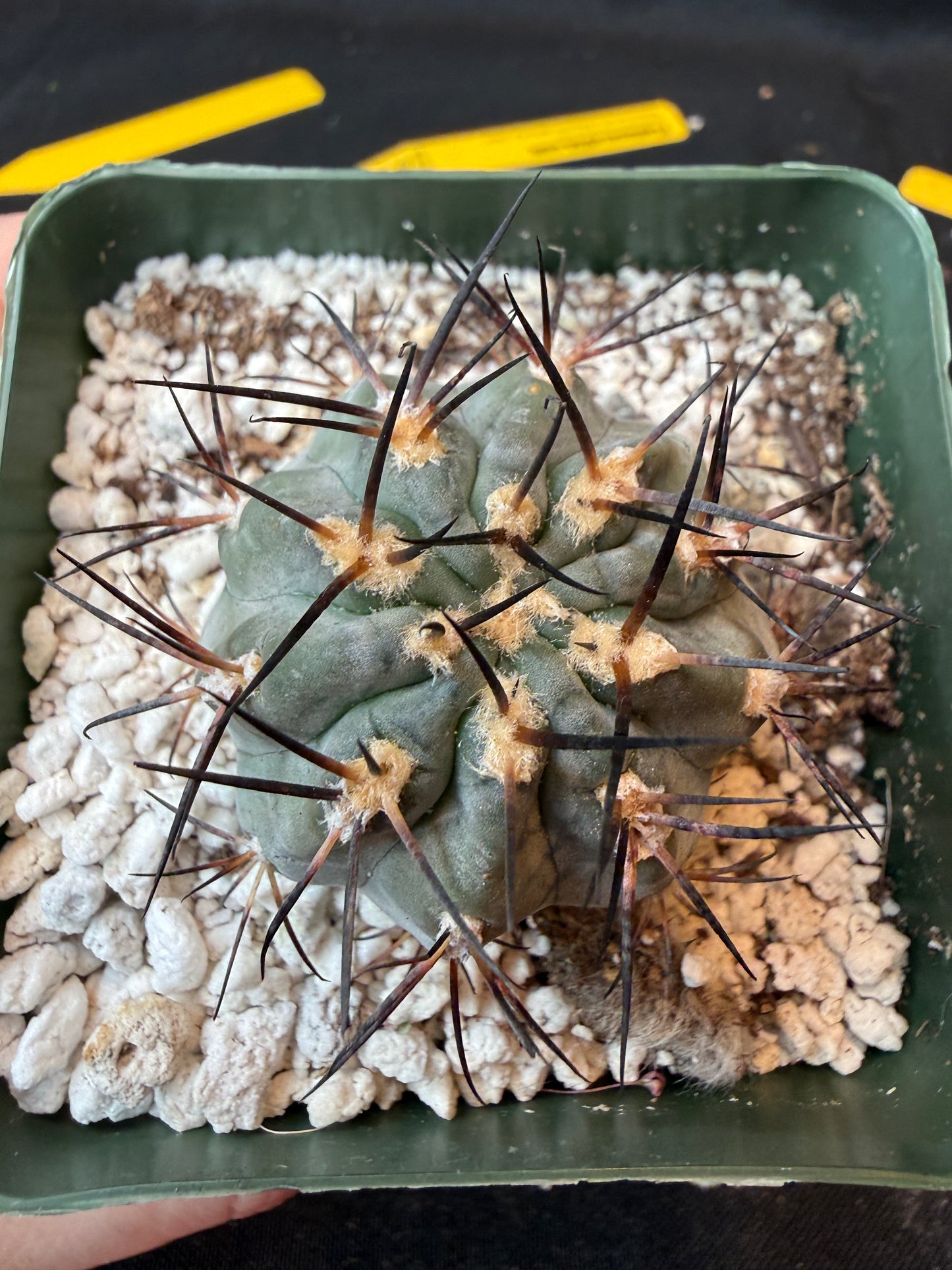 Acanthocalycium glaucum nice blue plant 188