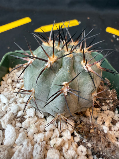 Acanthocalycium glaucum nice blue plant 188