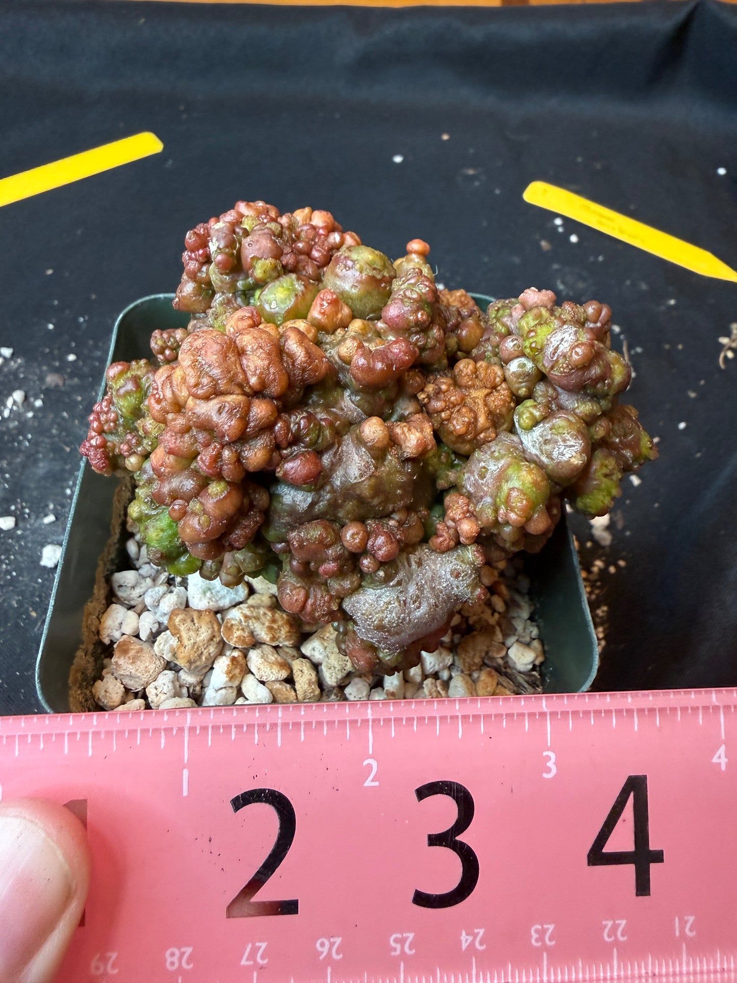 Echinopsis chocolate monstrose grafted cactus 189