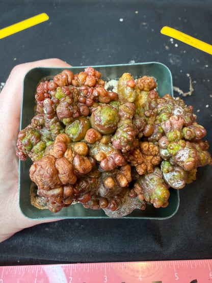 Echinopsis chocolate monstrose grafted cactus 189