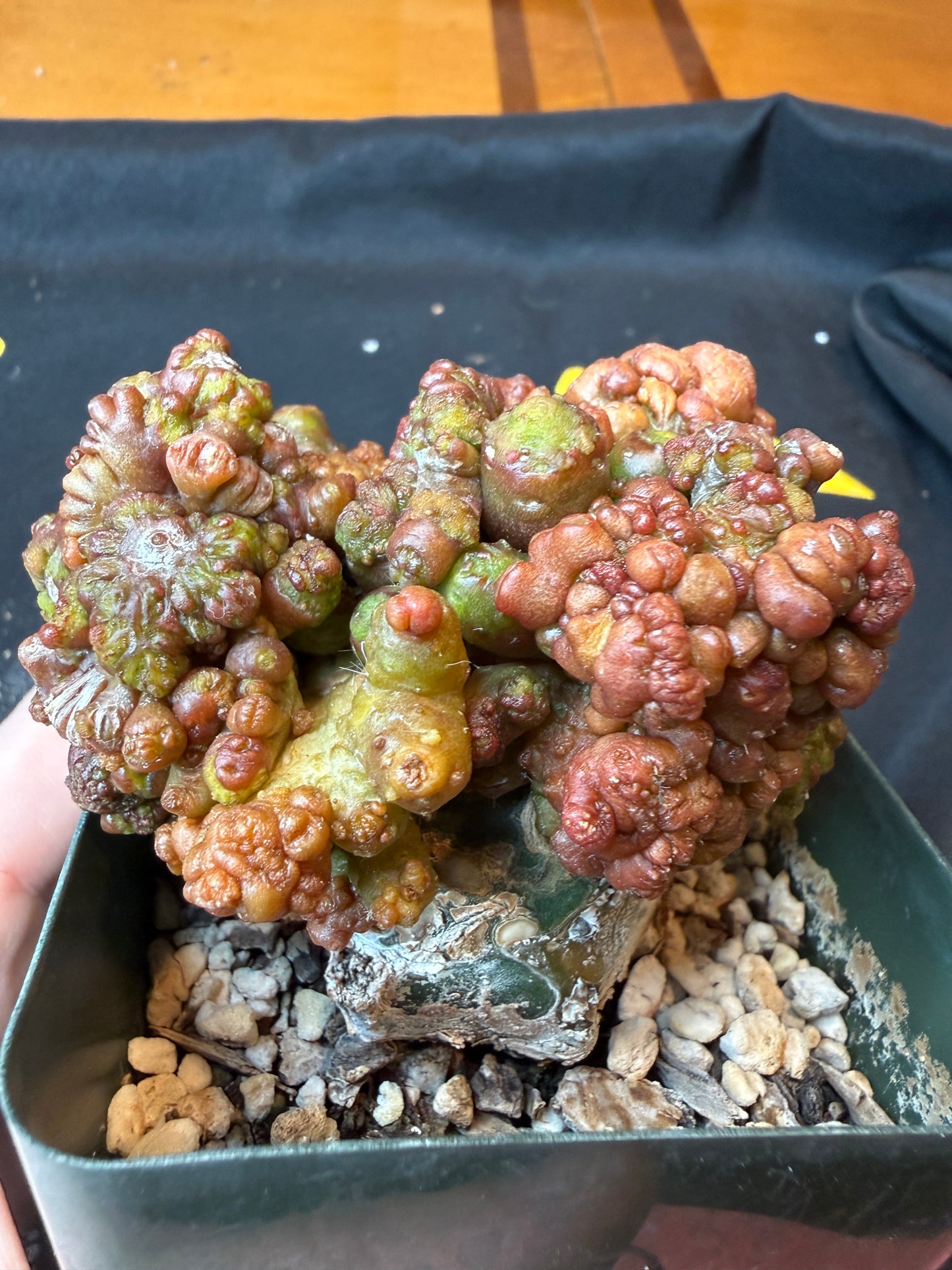 Echinopsis chocolate monstrose grafted cactus 189