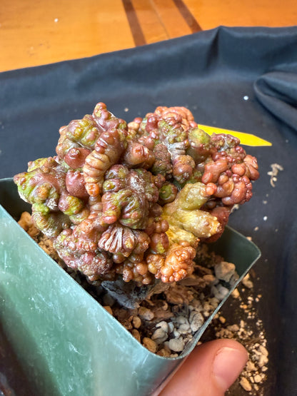 Echinopsis chocolate monstrose grafted cactus 189