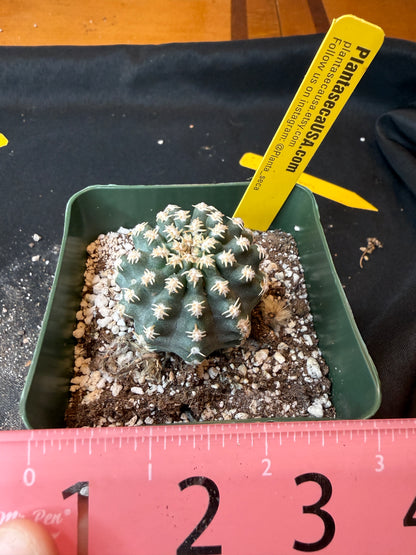 Pygmaeocereus bieblii rare plant 190