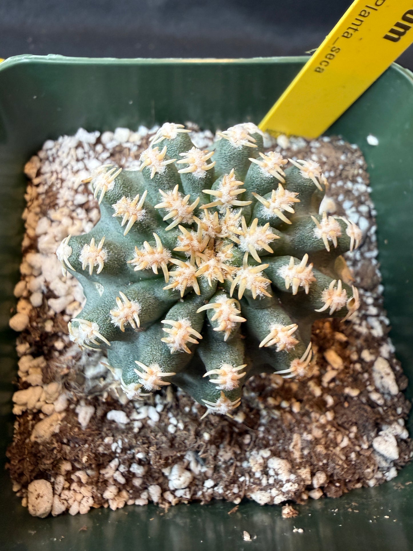 Pygmaeocereus bieblii rare plant 190