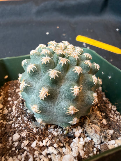 Pygmaeocereus bieblii rare plant 190