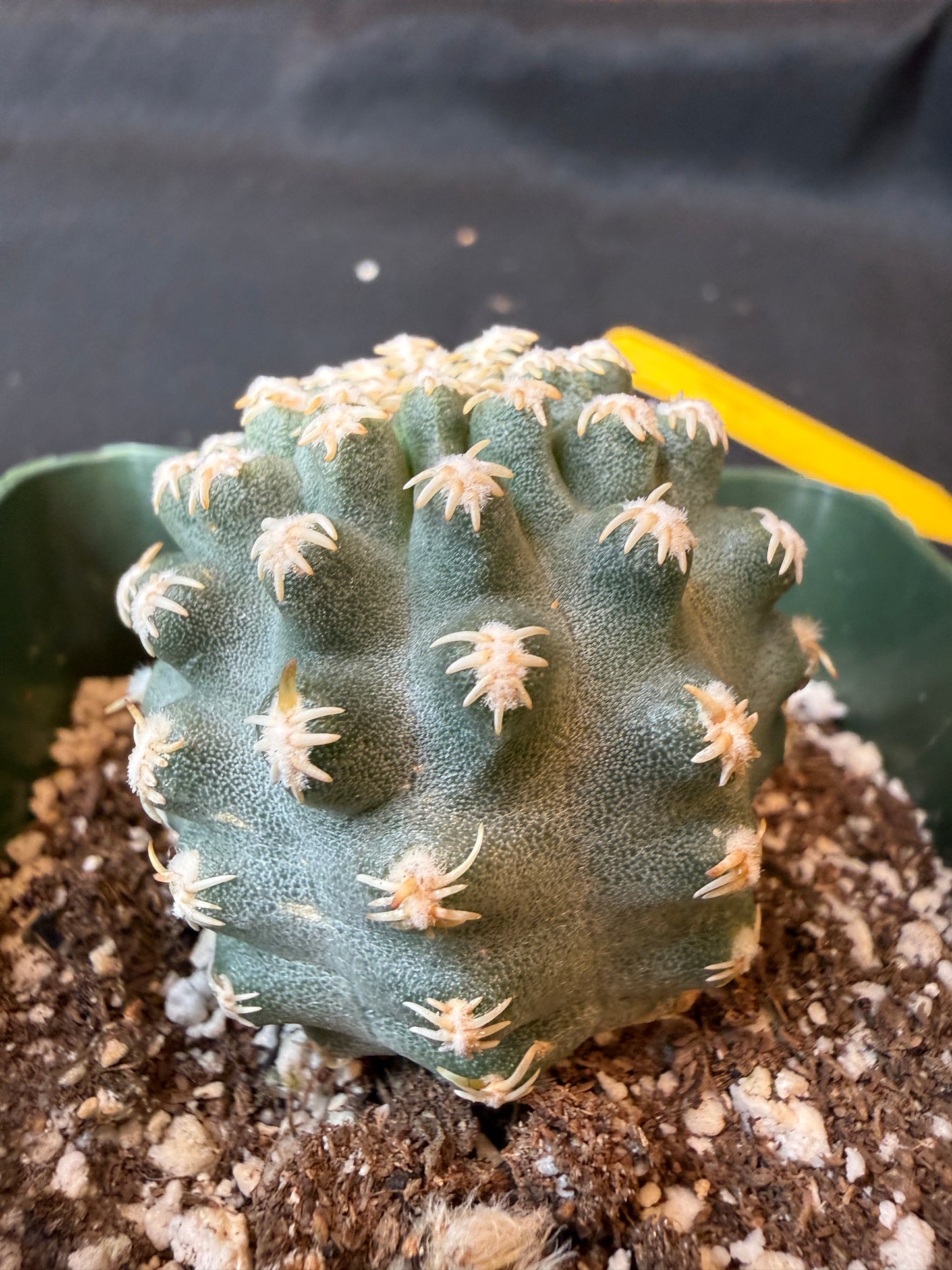 Pygmaeocereus bieblii rare plant 190