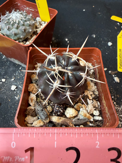 Neoporteria sp. rare plant(forgot name lol) 191