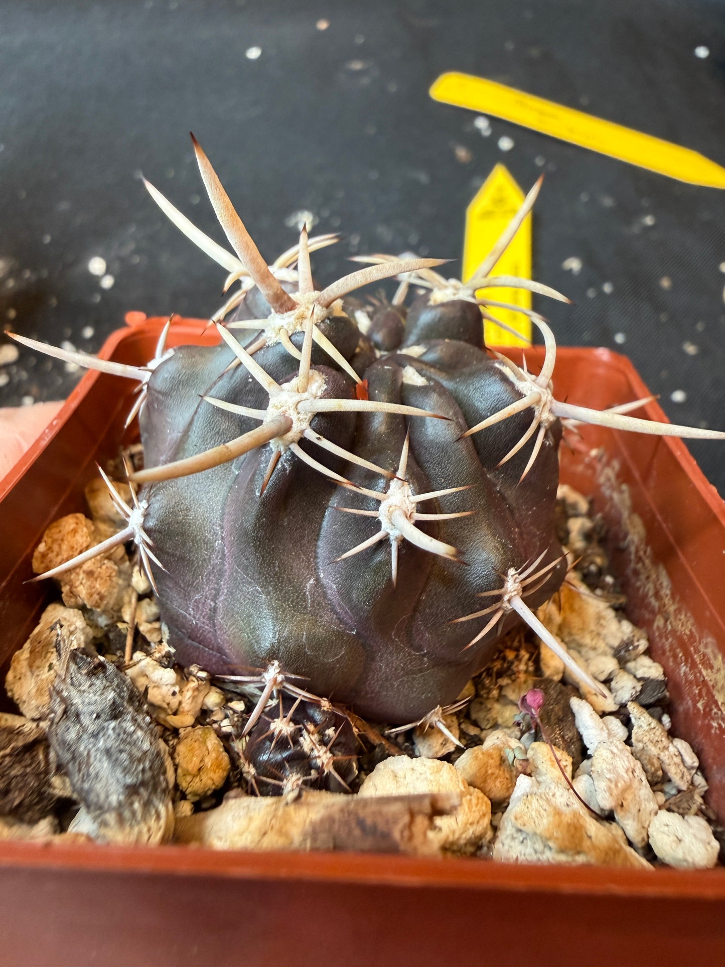 Neoporteria sp. rare plant(forgot name lol) 191