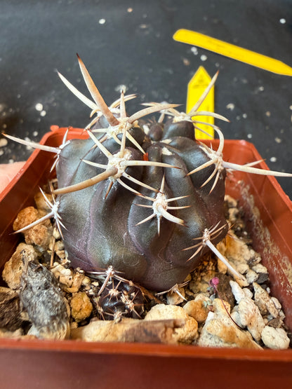 Neoporteria sp. rare plant(forgot name lol) 191