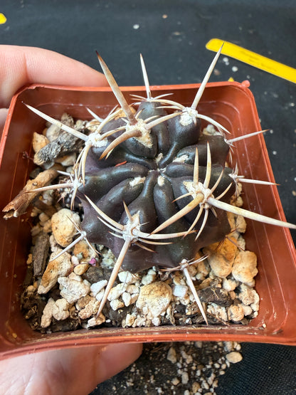 Neoporteria sp. rare plant(forgot name lol) 191