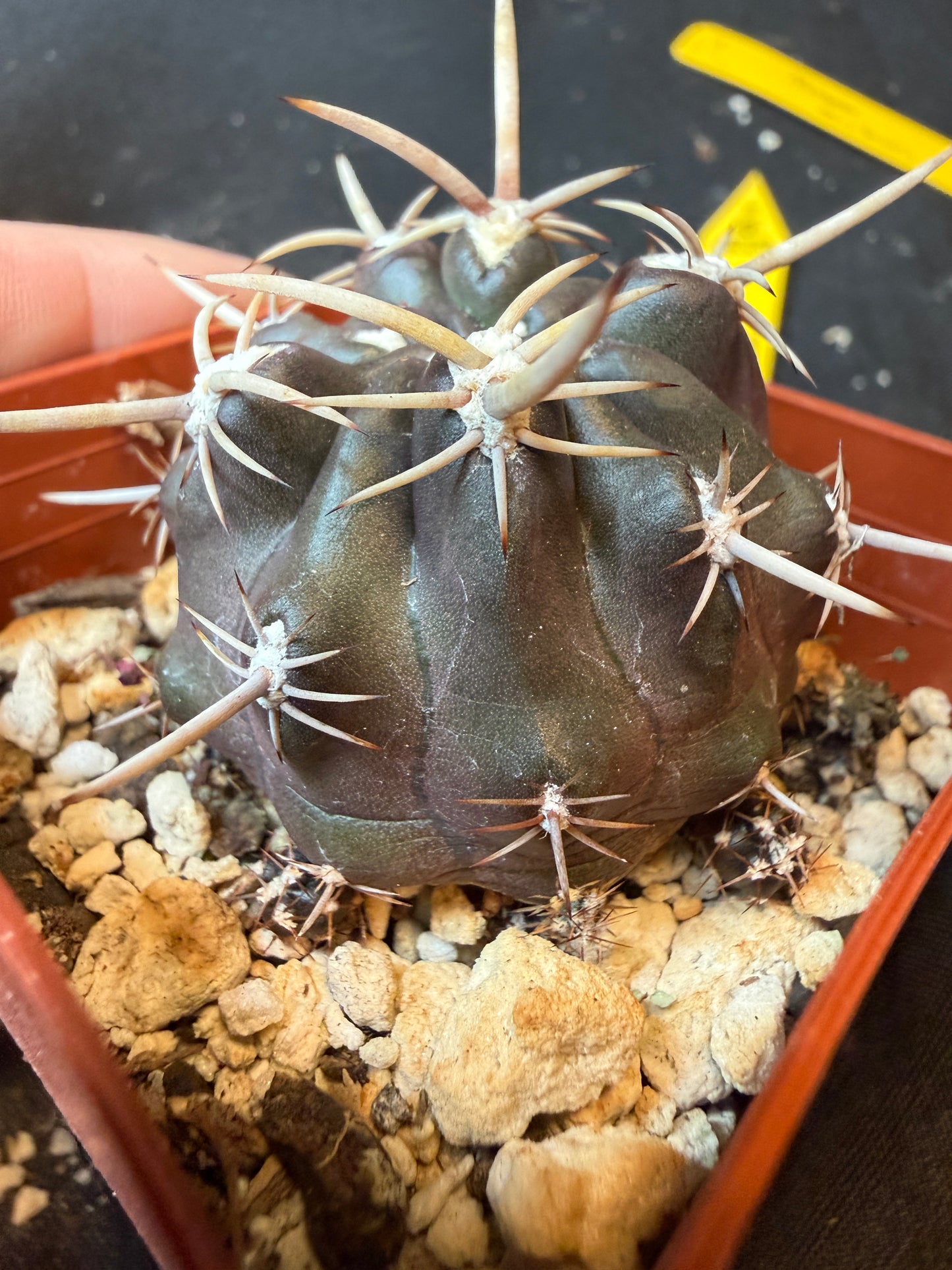 Neoporteria sp. rare plant(forgot name lol) 191