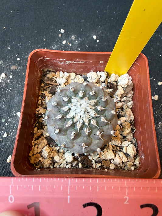 Turbinicarpus lophophoroides nice plant 192