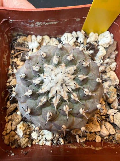 Turbinicarpus lophophoroides nice plant 192