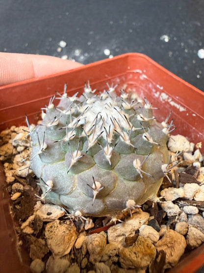 Turbinicarpus lophophoroides nice plant 192