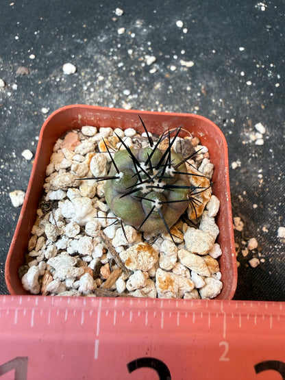 Copiapoa cinerea large spine seedling 193