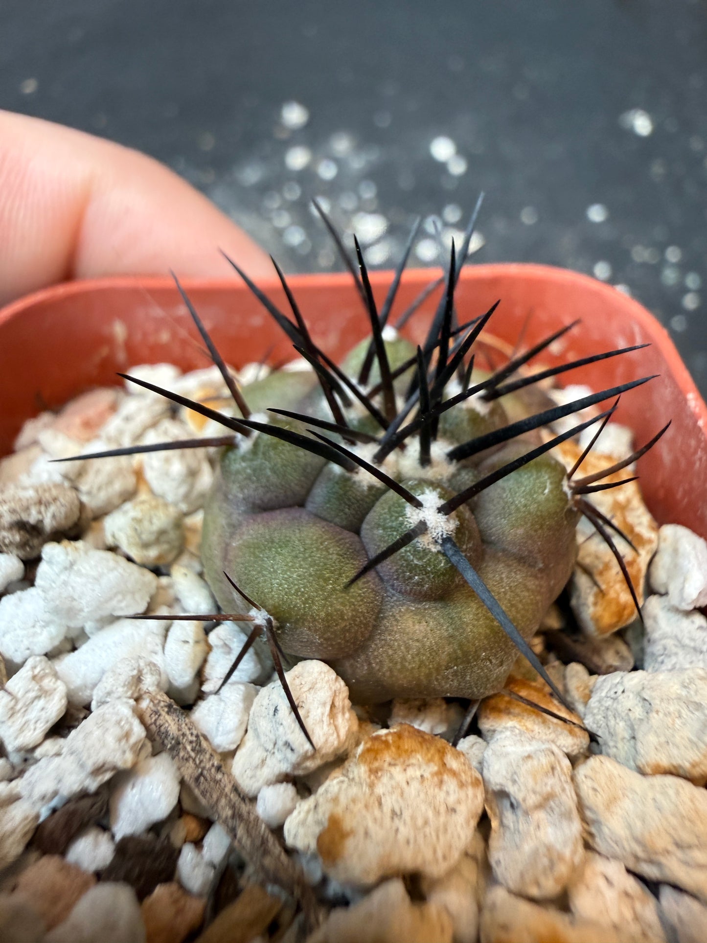 Copiapoa cinerea large spine seedling 193