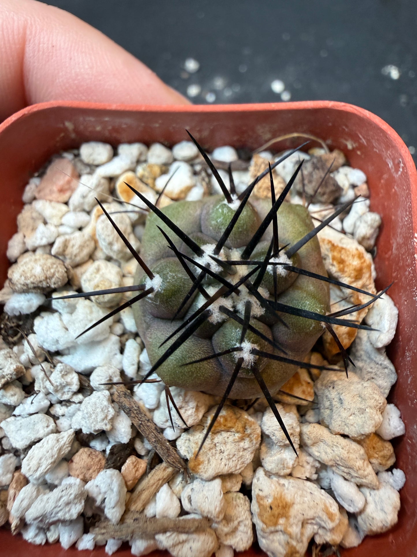 Copiapoa cinerea large spine seedling 193