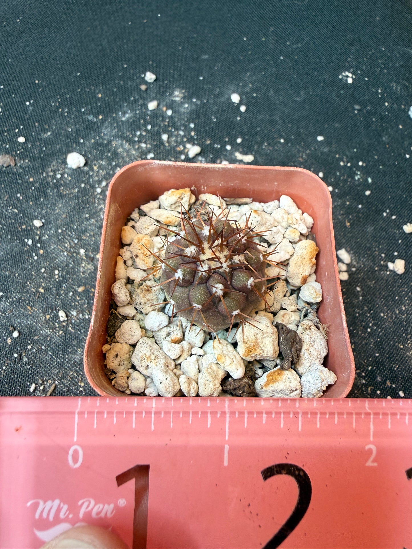 Copiapoa columna alba nice plant 194
