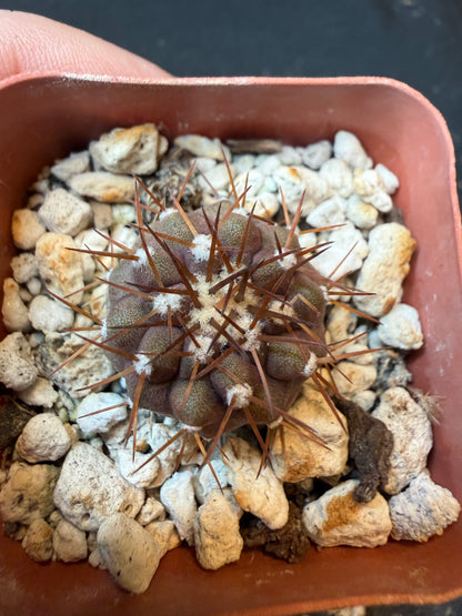 Copiapoa columna alba nice plant 194