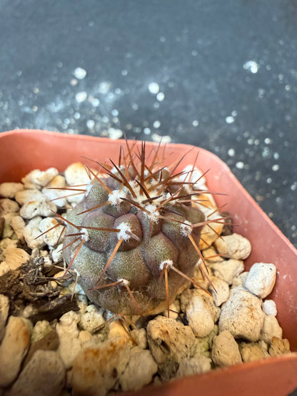 Copiapoa columna alba nice plant 194