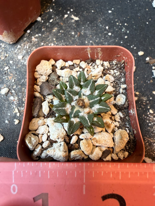 Ariocarpus kotschoubeyanus nice form 195
