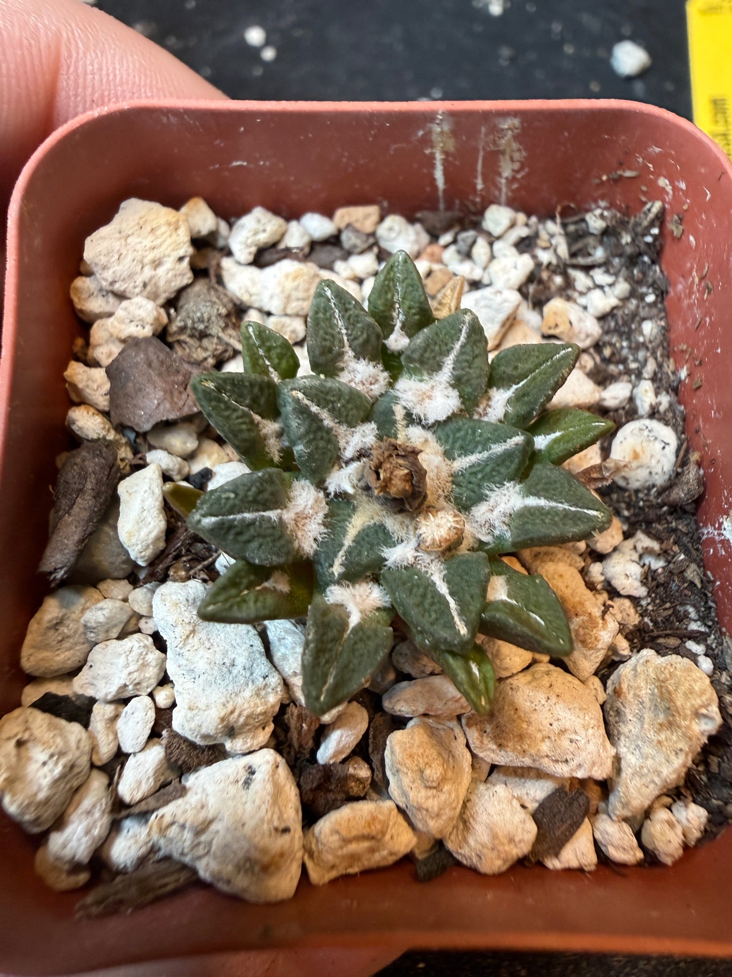 Ariocarpus kotschoubeyanus nice form 195