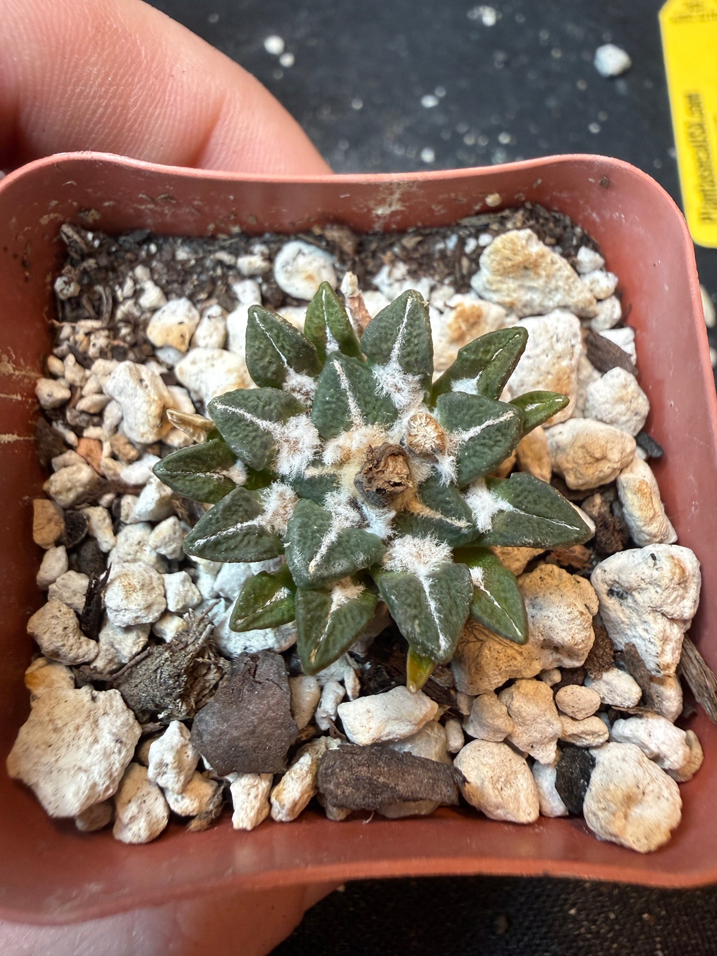 Ariocarpus kotschoubeyanus nice form 195