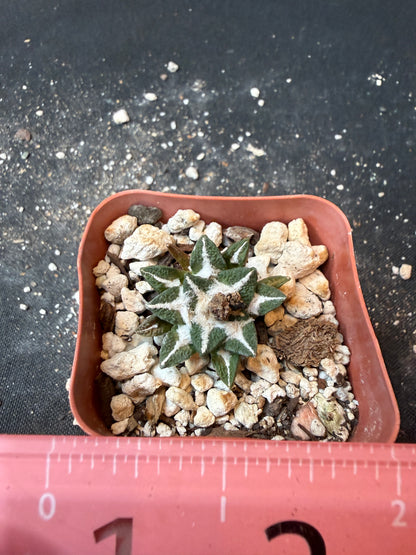 Ariocarpus kotschoubeyanus nice plant 196