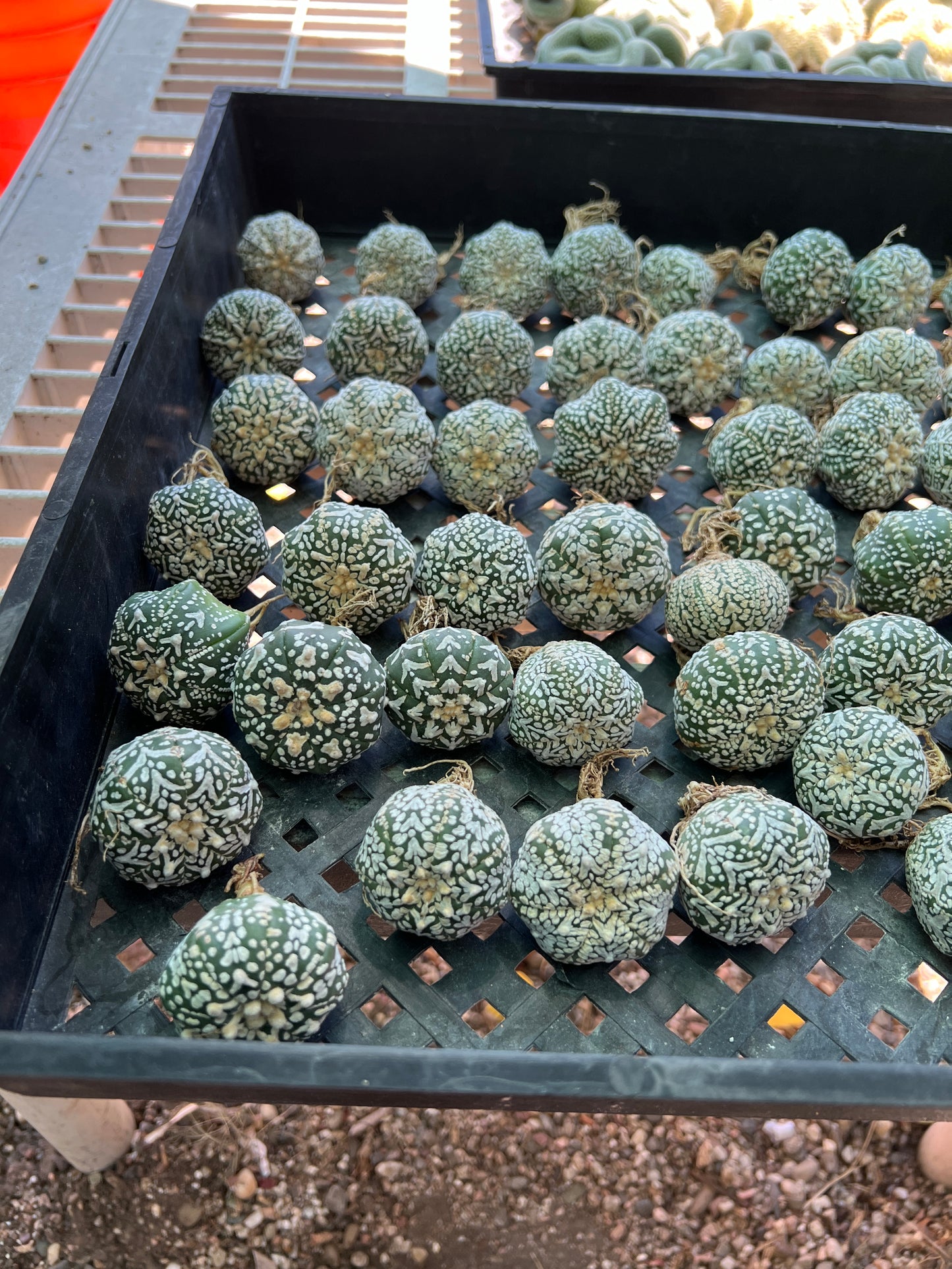 Astrophytum super kabuto v type single price