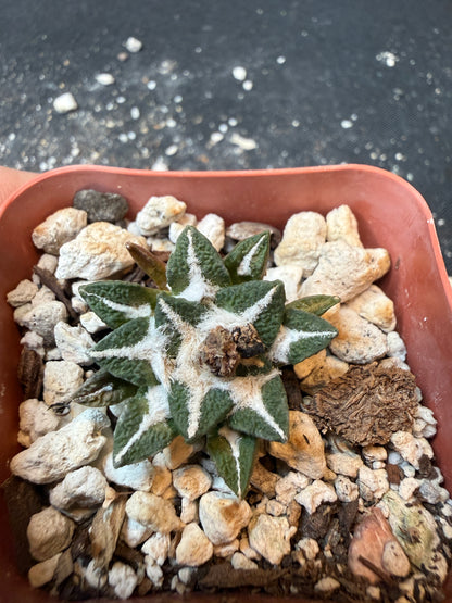 Ariocarpus kotschoubeyanus nice plant 196