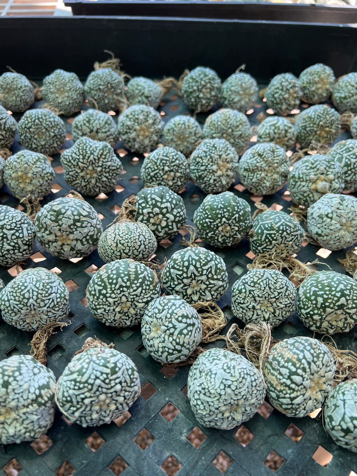 Astrophytum super kabuto v type single price