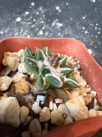 Ariocarpus kotschoubeyanus nice plant 196