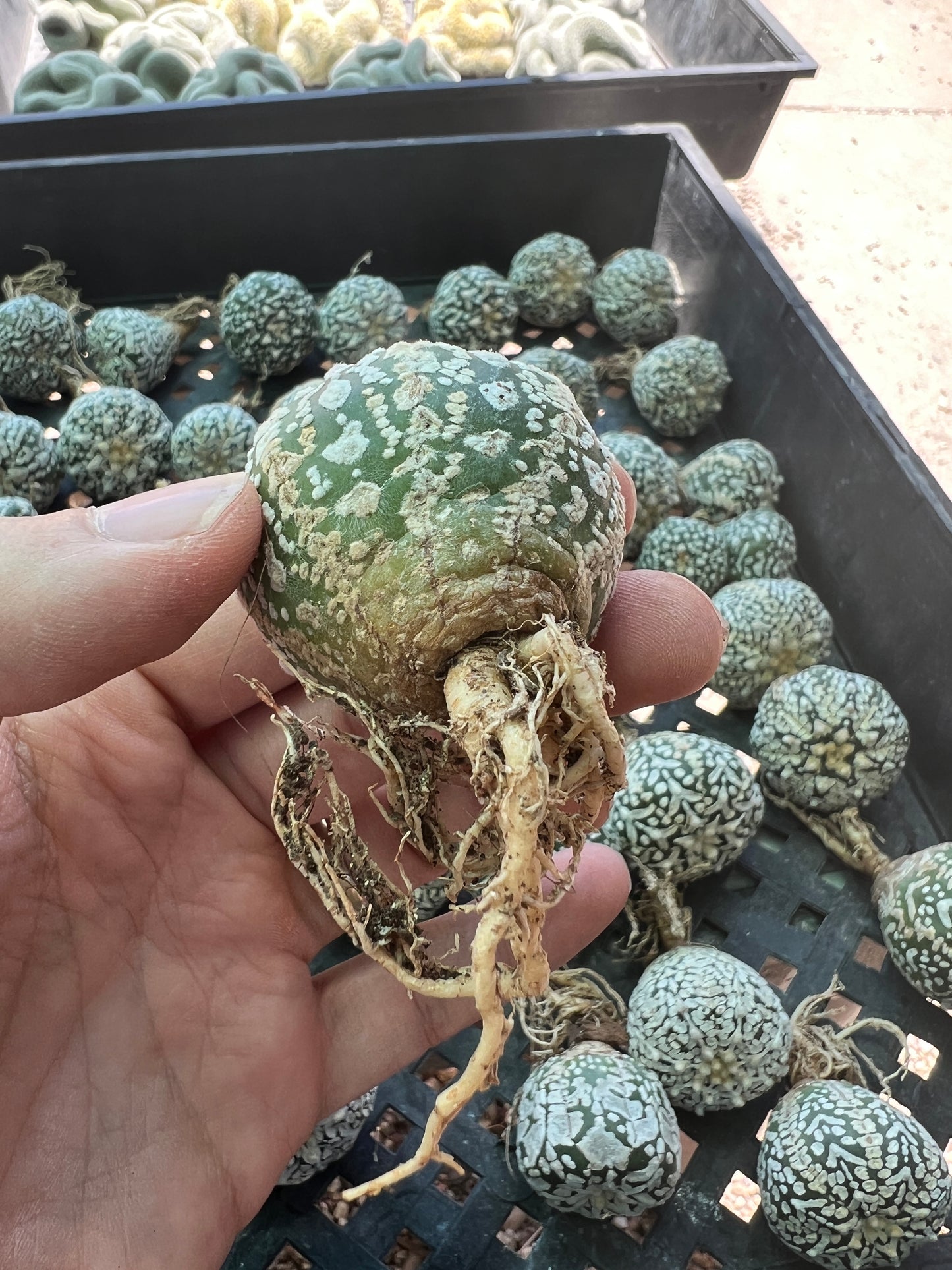 Astrophytum super kabuto v type single price