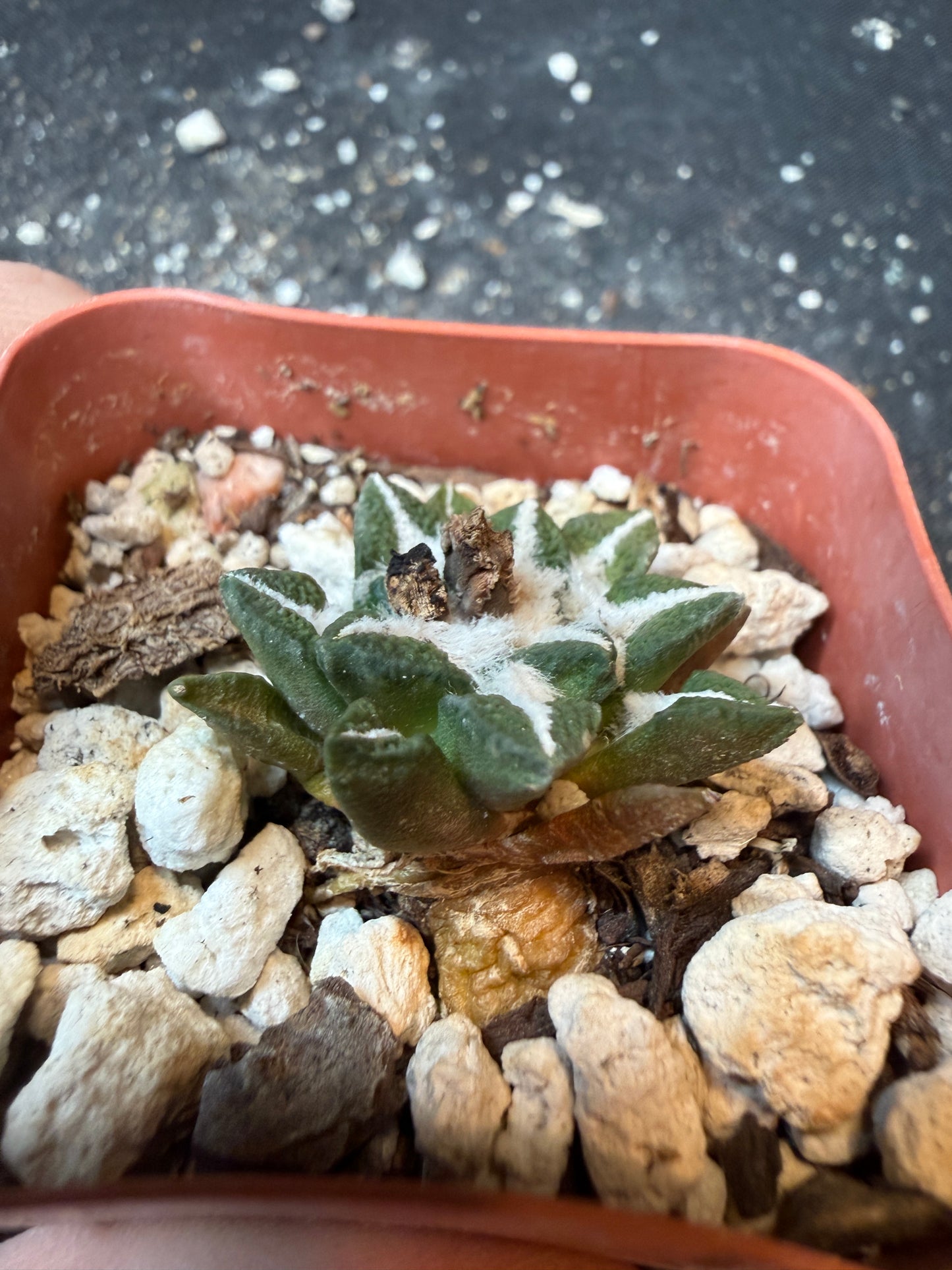 Ariocarpus kotschoubeyanus nice plant 196
