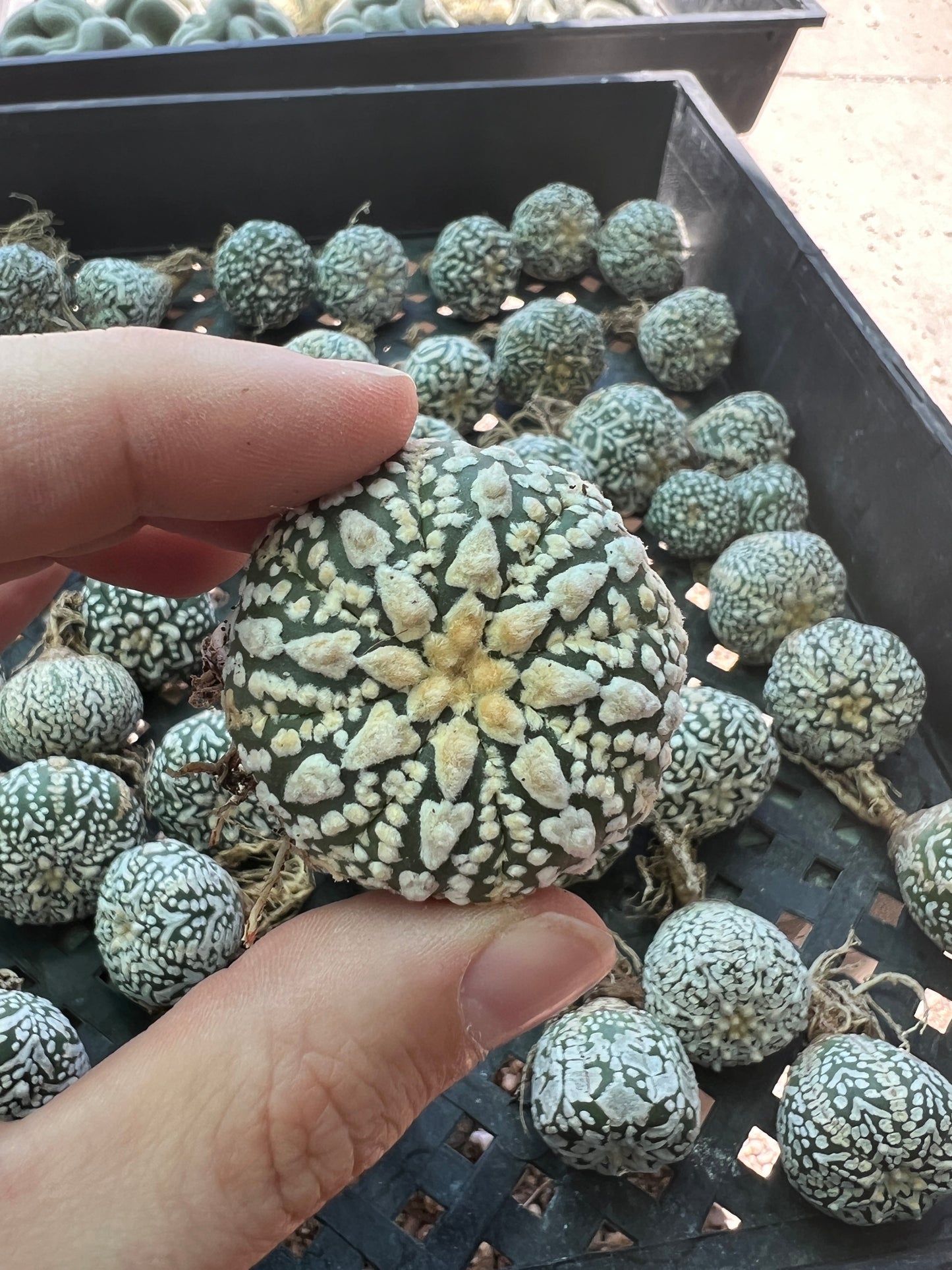 Astrophytum super kabuto v type single price