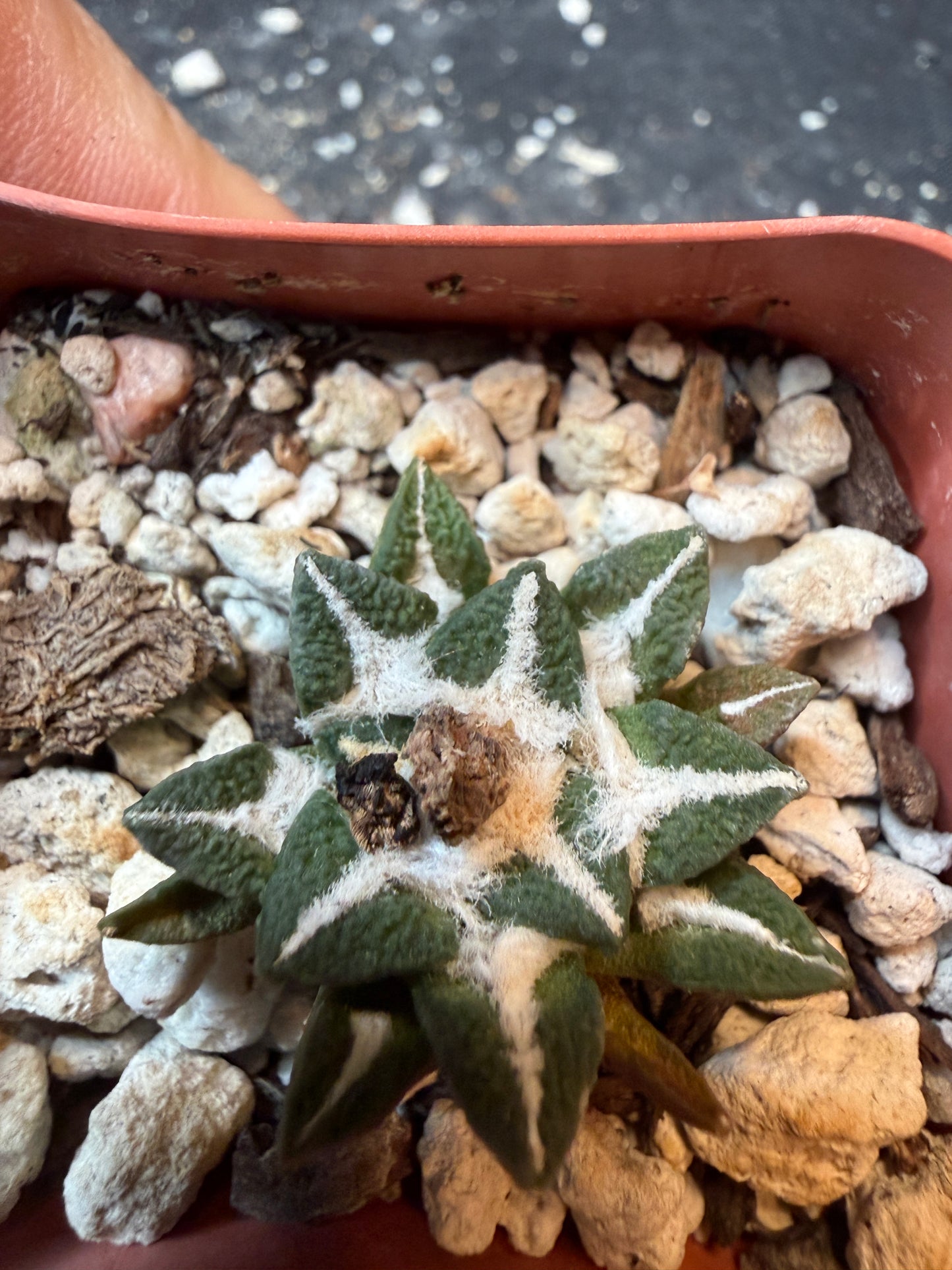 Ariocarpus kotschoubeyanus nice plant 196