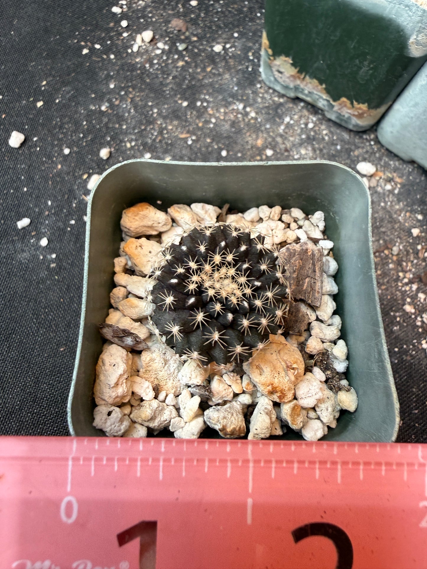 Copiapoa tennuissima from show plant 197